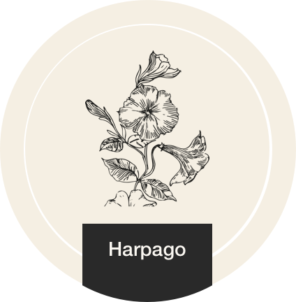 Harpagophytum