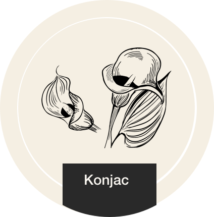 Konjac