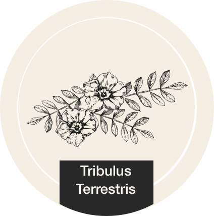 Tribulus Terrestris